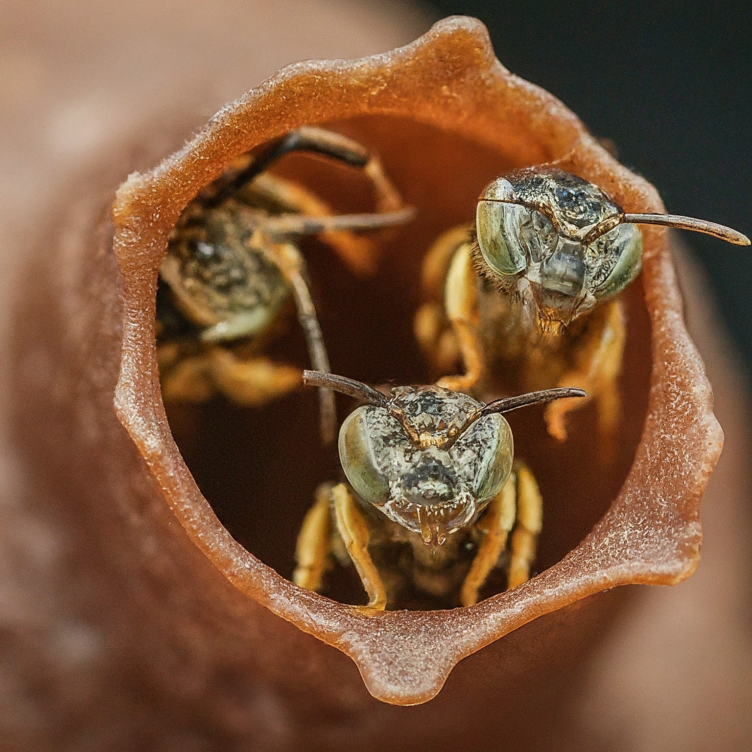 Stingless Bees